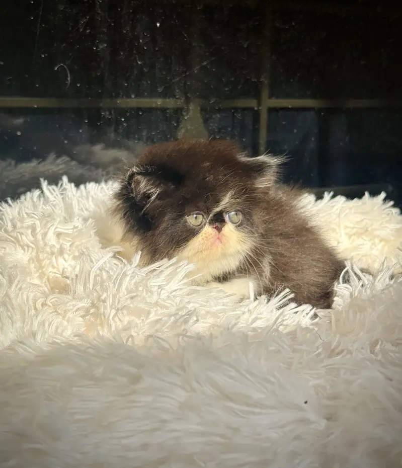 HIGH QUALITY PEKE KITTENS AVAILAVBLE. — photo 2