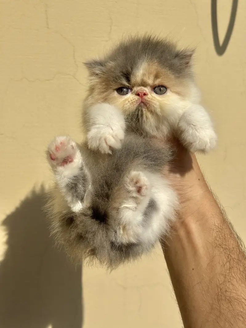 HIGH QUALITY PEKE KITTENS AVAILAVBLE. — photo 3