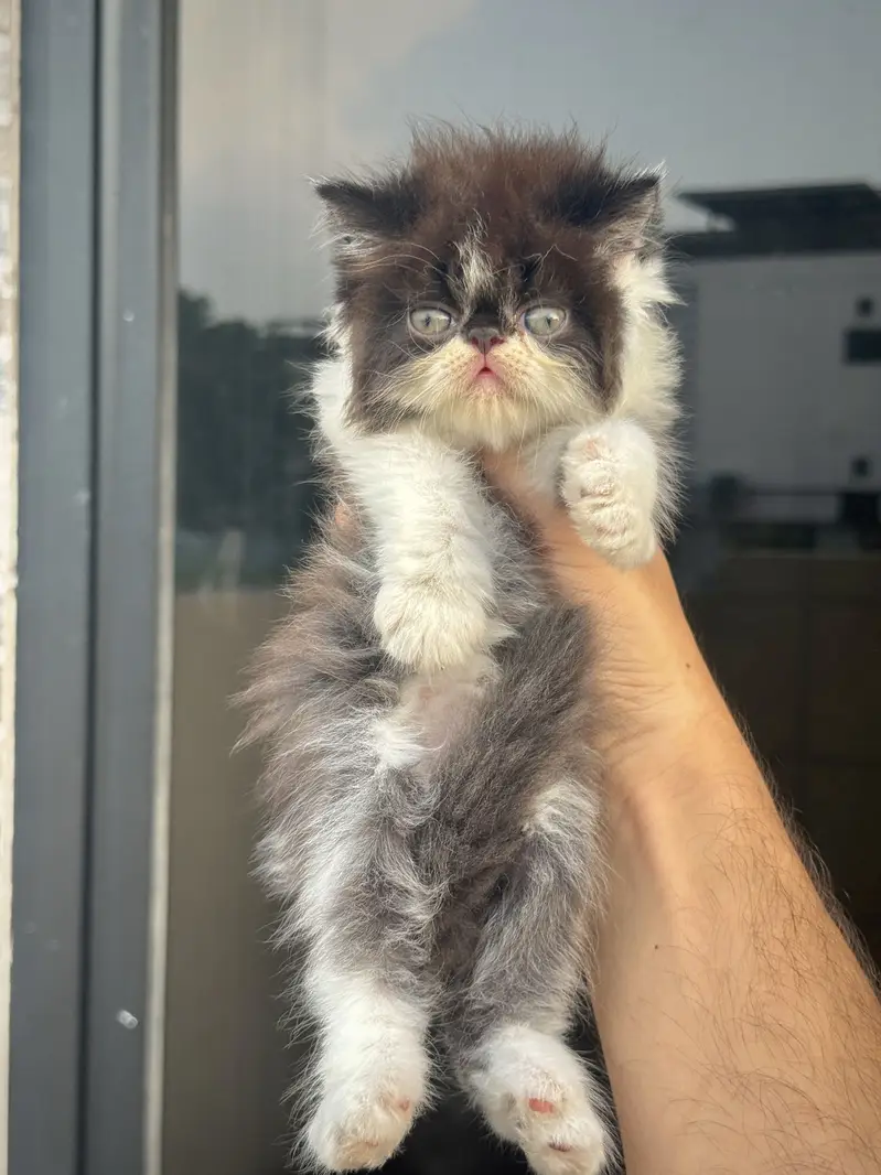 HIGH QUALITY PEKE KITTENS AVAILAVBLE. — photo 4