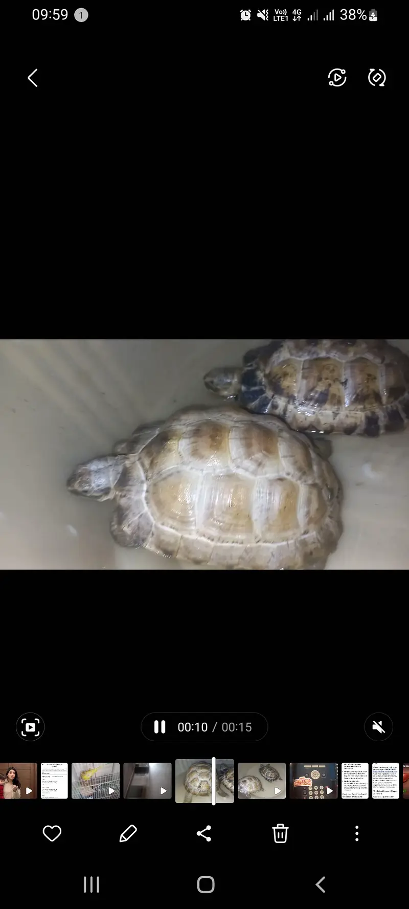 Russian tortoise pair 3000