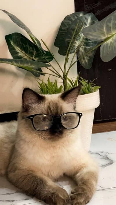 Siamese Cat for sale