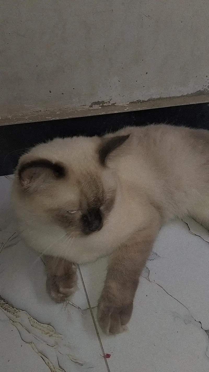 Siamese Cat for sale — photo 2