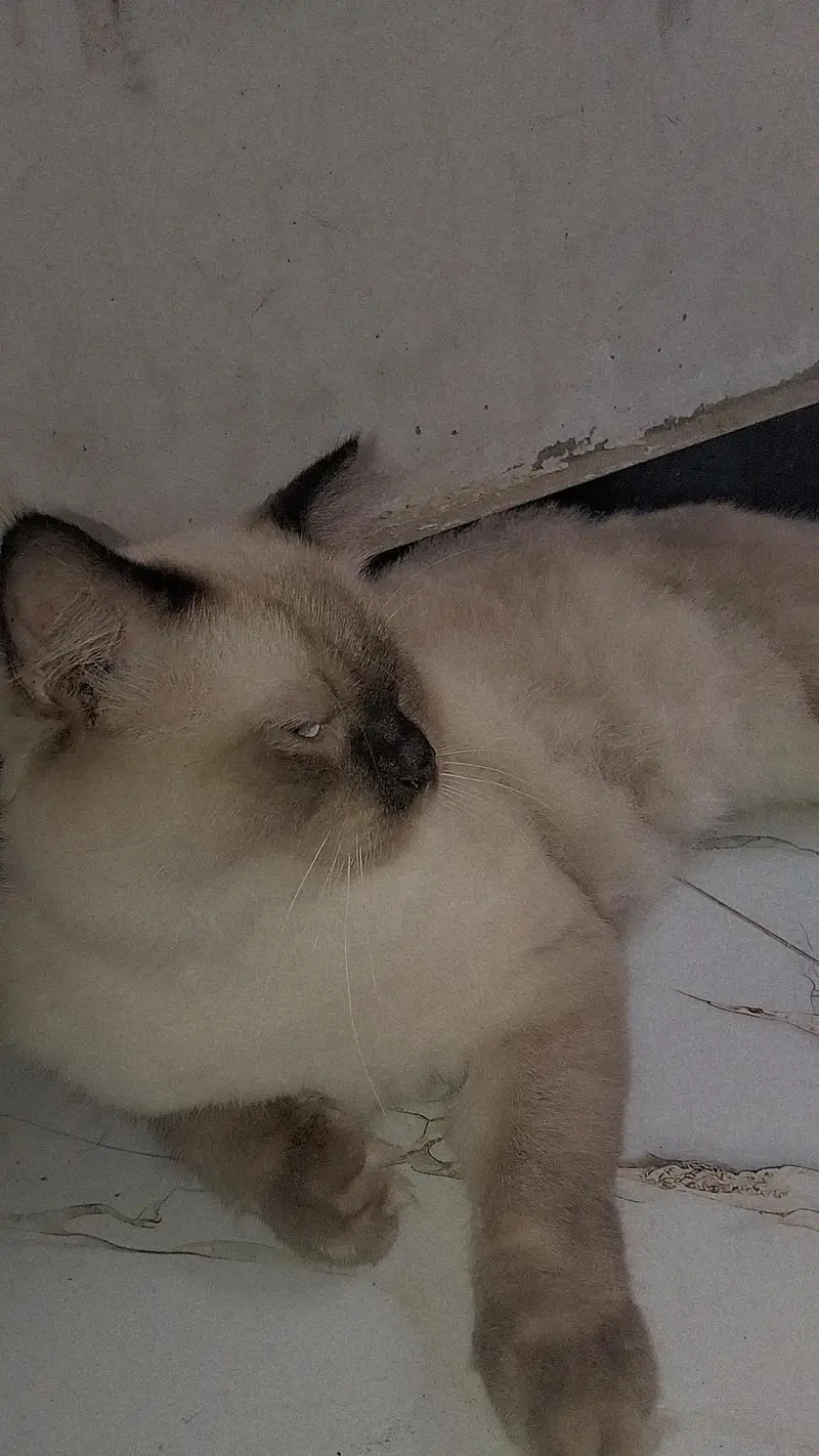 Siamese Cat for sale — photo 3