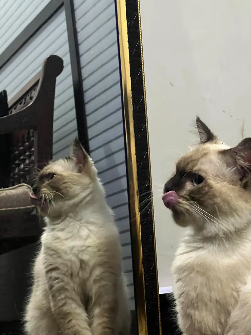 Siamese Cat for sale — photo 4