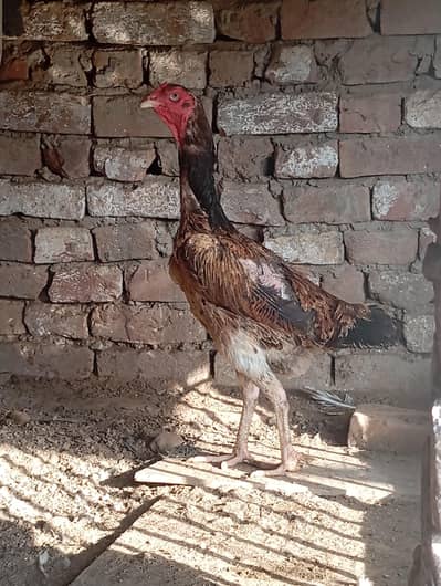 Shamo hen