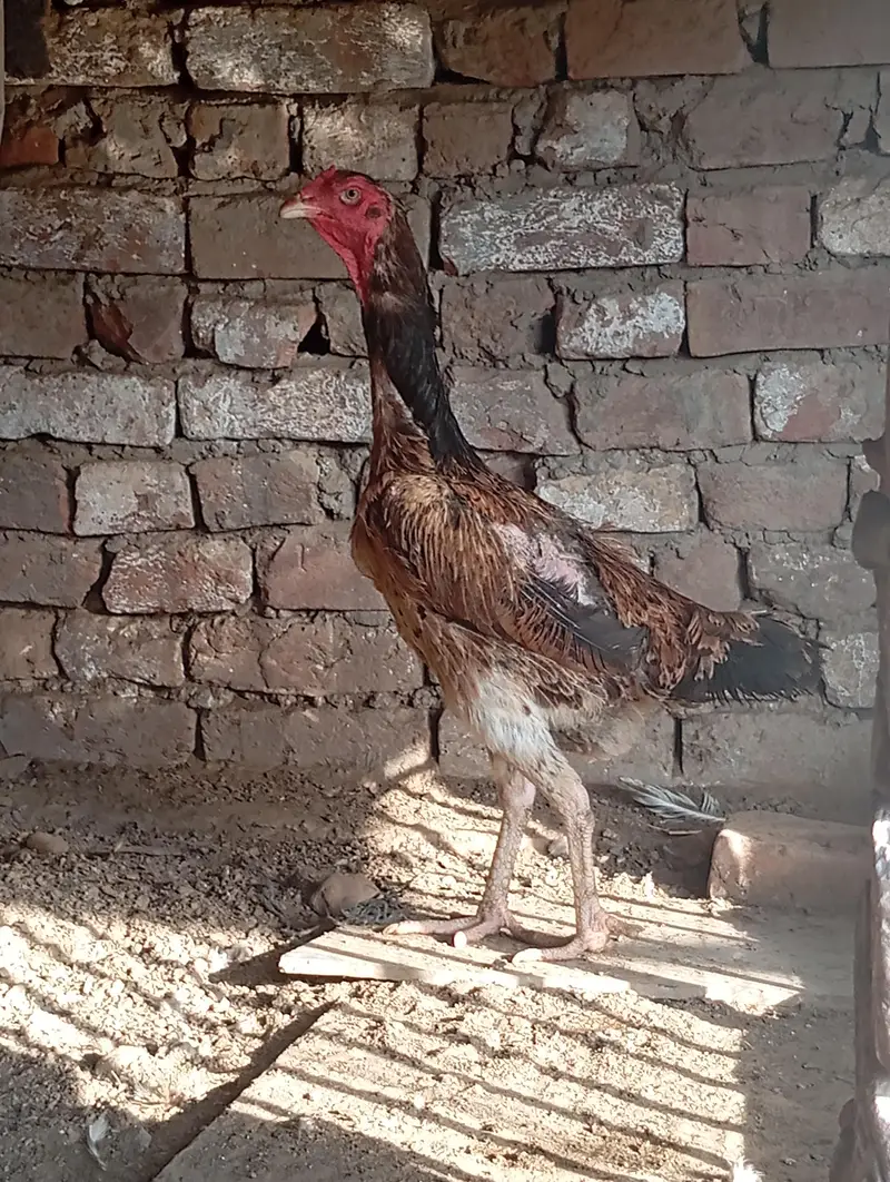 Shamo hen — photo 2