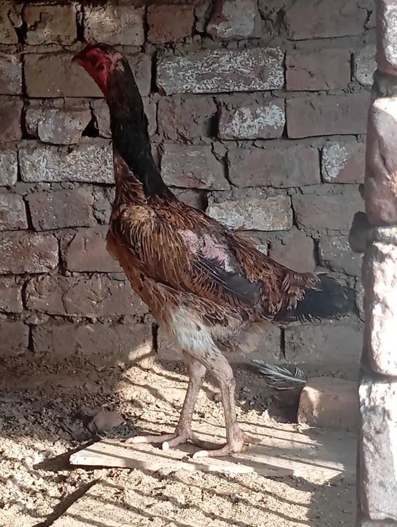 Shamo hen — photo 3
