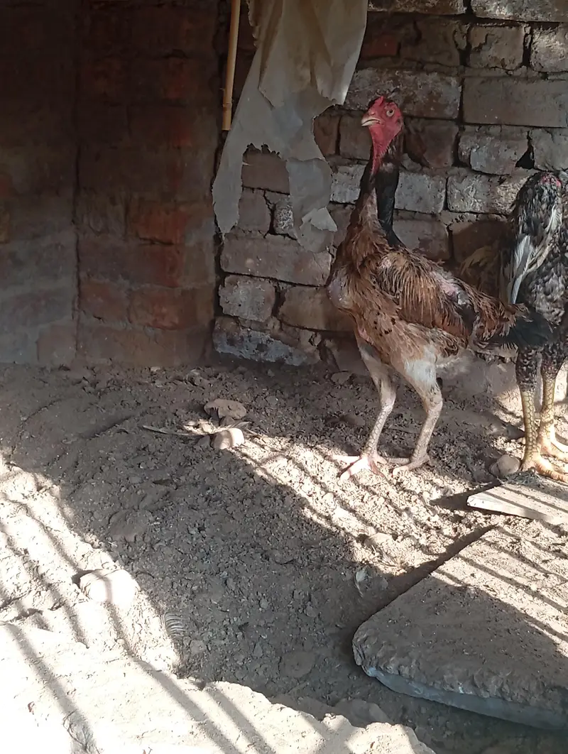 Shamo hen — photo 4