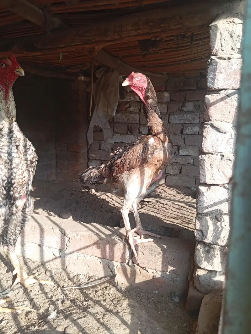 Shamo hen — photo 5