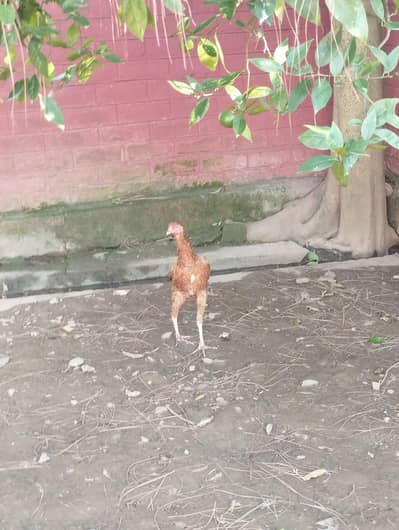 Aseel for sale