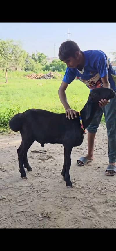 black dumba for 2027 qurbani . . . excellent quality