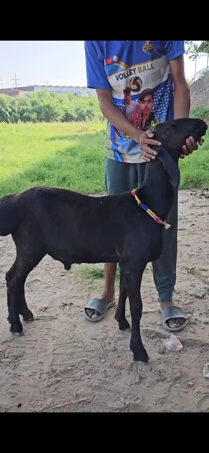 black dumba for 2027 qurbani . . . excellent quality — photo 2