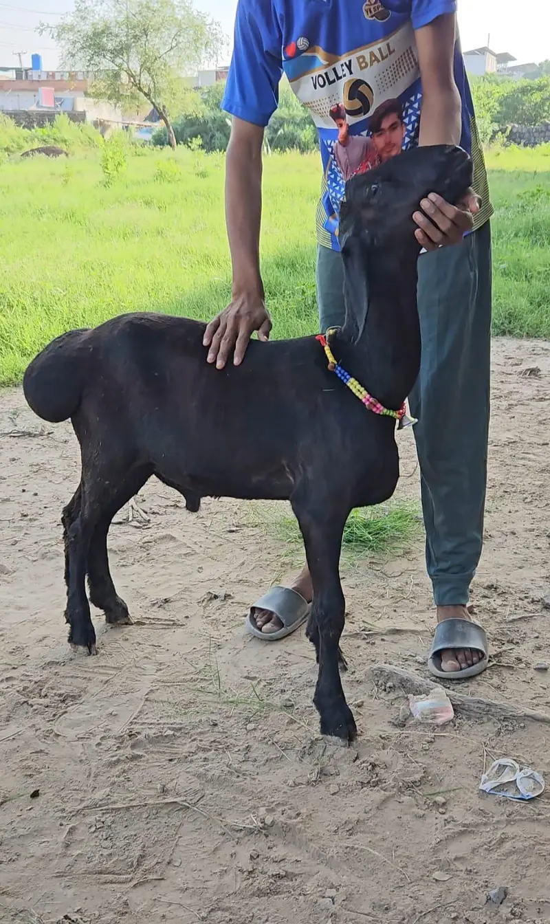 black dumba for 2027 qurbani . . . excellent quality — photo 3