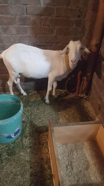 ghar ki goat ha