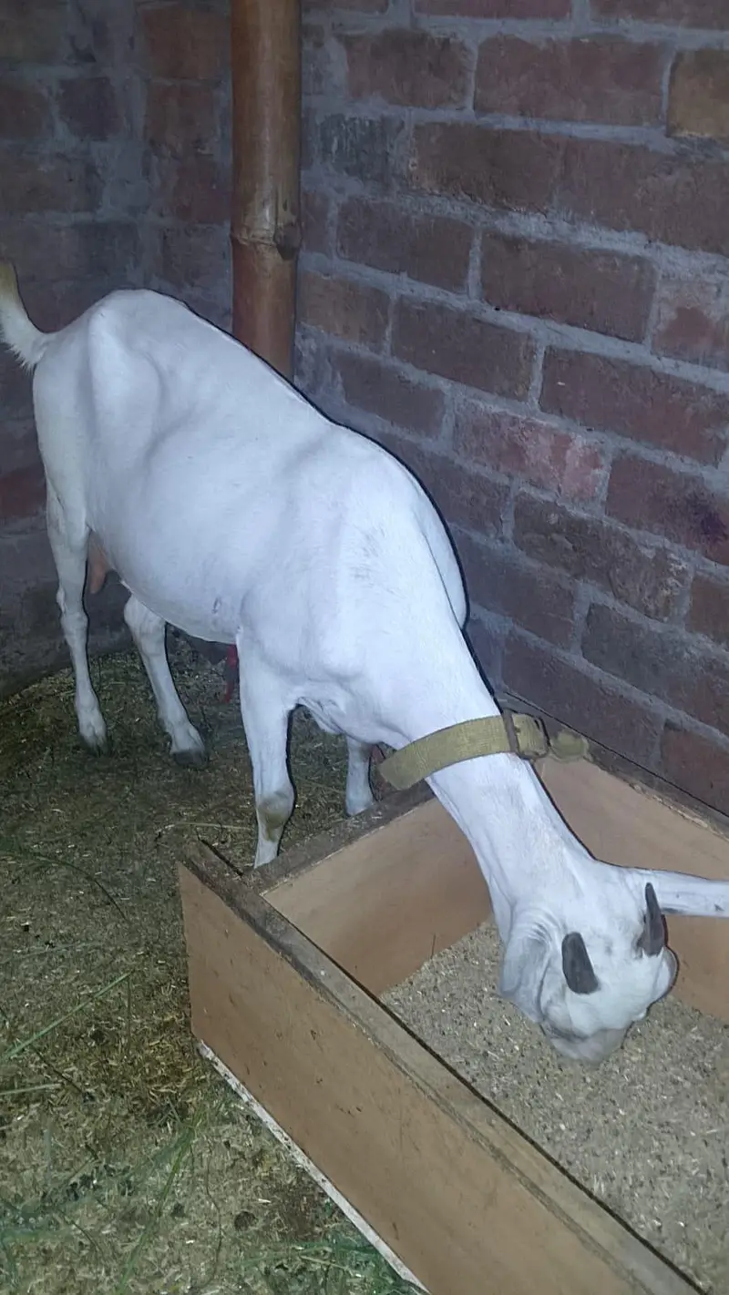 ghar ki goat ha — photo 3