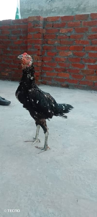 urgent for sale