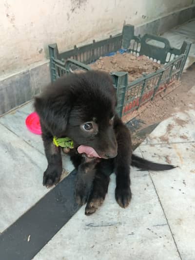 belgian shepard or german shepard ka cross hai or  double coat hai