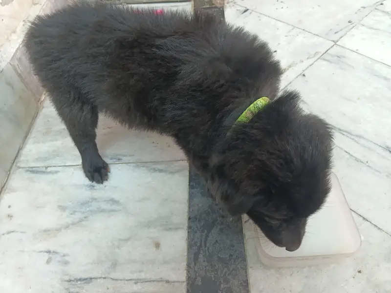 belgian shepard or german shepard ka cross hai or  double coat hai — photo 2