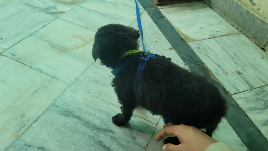 belgian shepard or german shepard ka cross hai or  double coat hai — photo 3