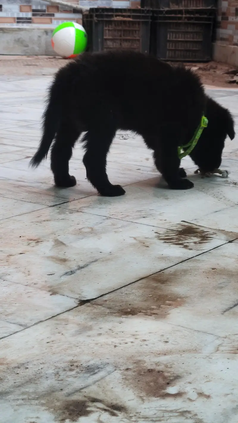 belgian shepard or german shepard ka cross hai or  double coat hai — photo 4