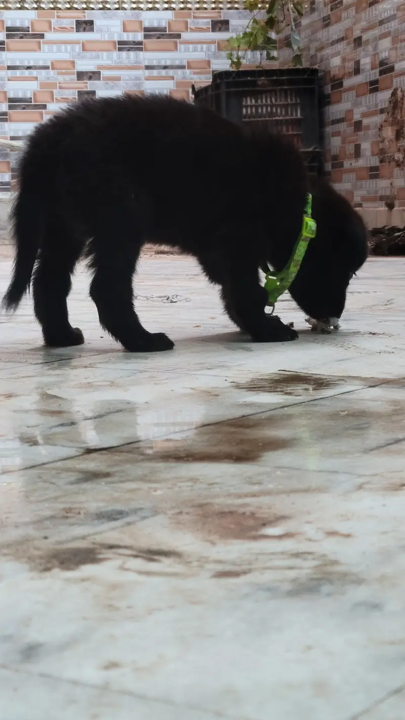 belgian shepard or german shepard ka cross hai or  double coat hai — photo 5