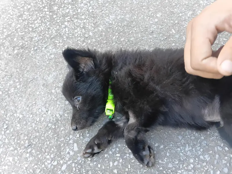 belgian shepard or german shepard ka cross hai or  double coat hai — photo 6