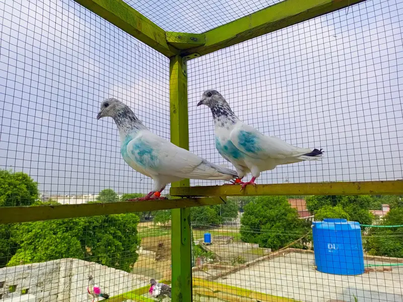 Sialkoti Chova Breeder Jora — photo 2