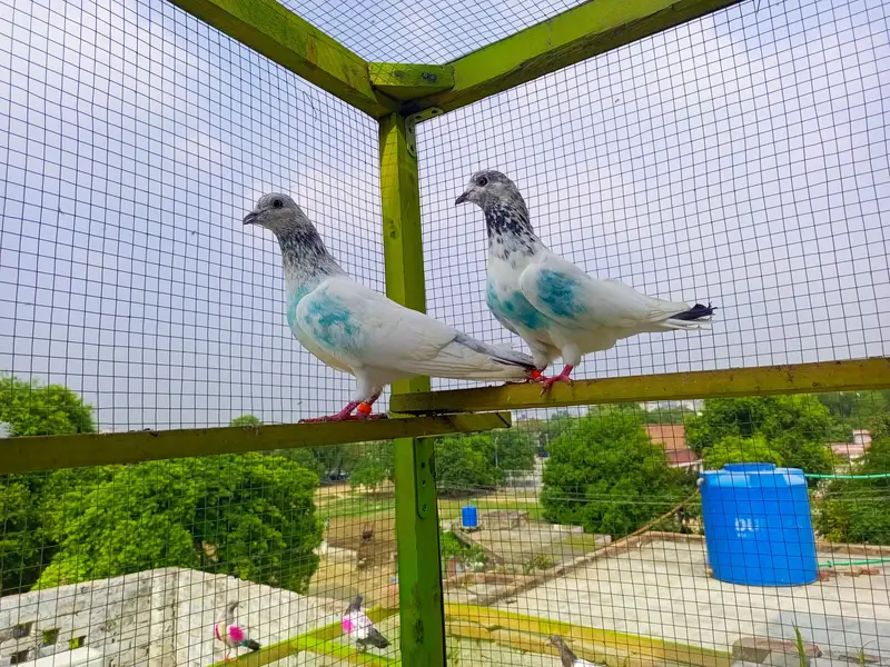 Sialkoti Chova Breeder Jora — photo 3