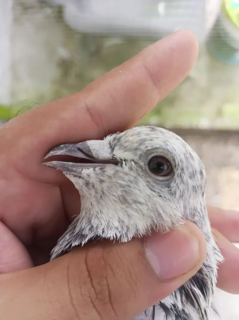 Sialkoti Chova Breeder Jora — photo 4