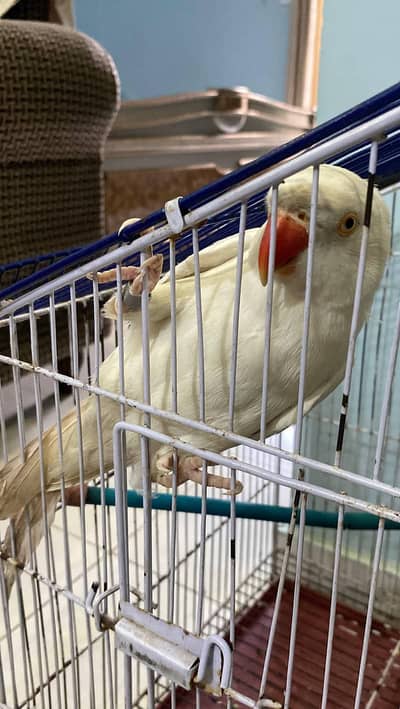 white parrot / talking parrot / breeder female parrot / parrot