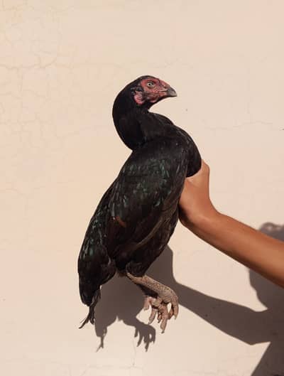 Aseel female for sale / exchange possible