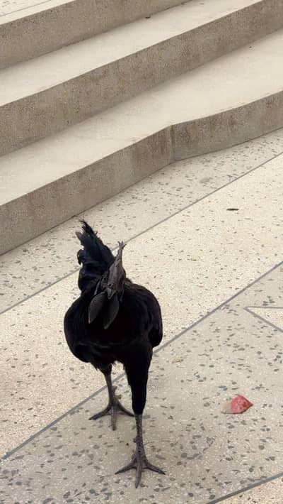 Ayam Cemani Breeder Male for sale Urgent