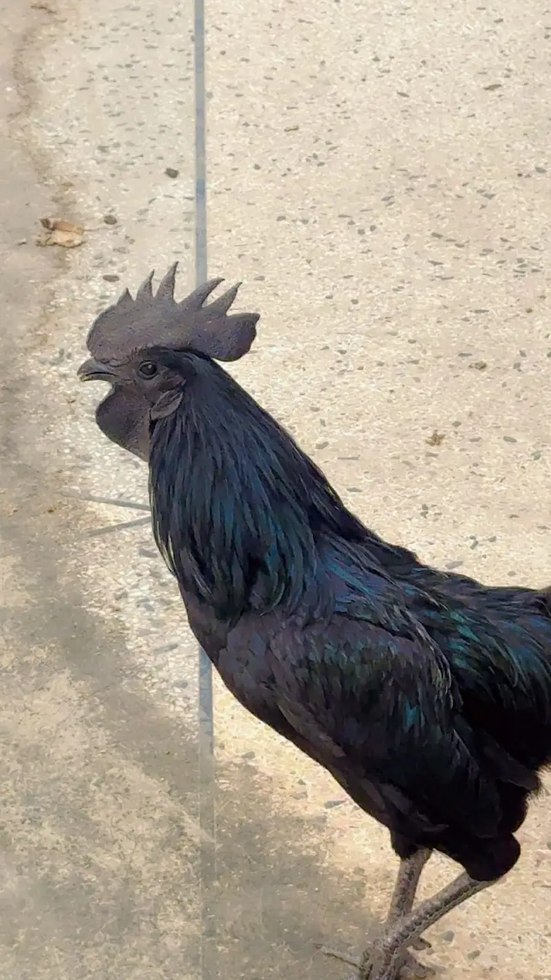Ayam Cemani Breeder Male for sale Urgent — photo 2
