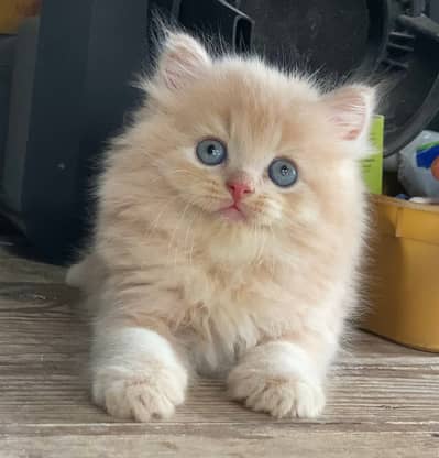 Persian kittens  whstp// 03704///602310///
