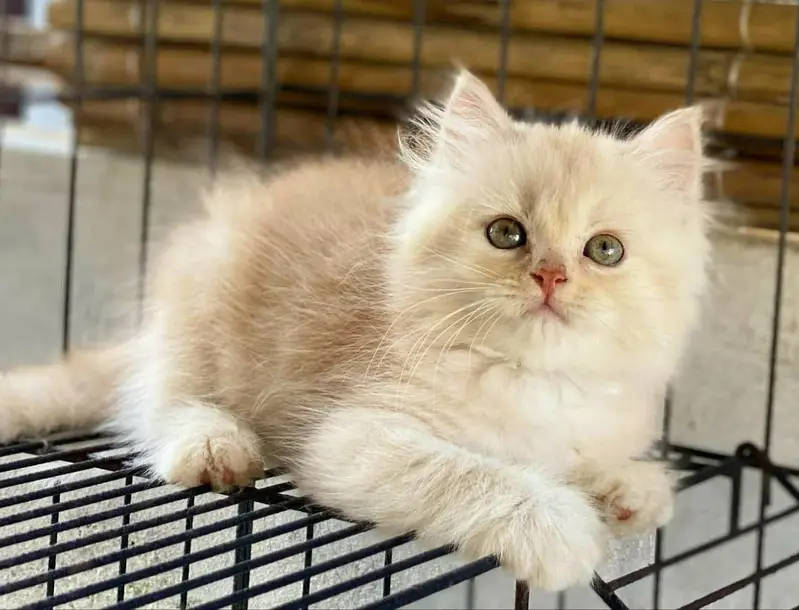 Persian kittens  whstp// 03704///602310/// — photo 2