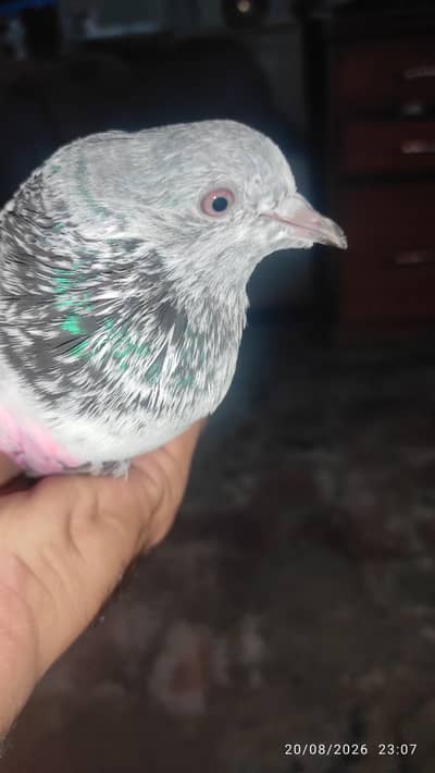 Kboter for sale
