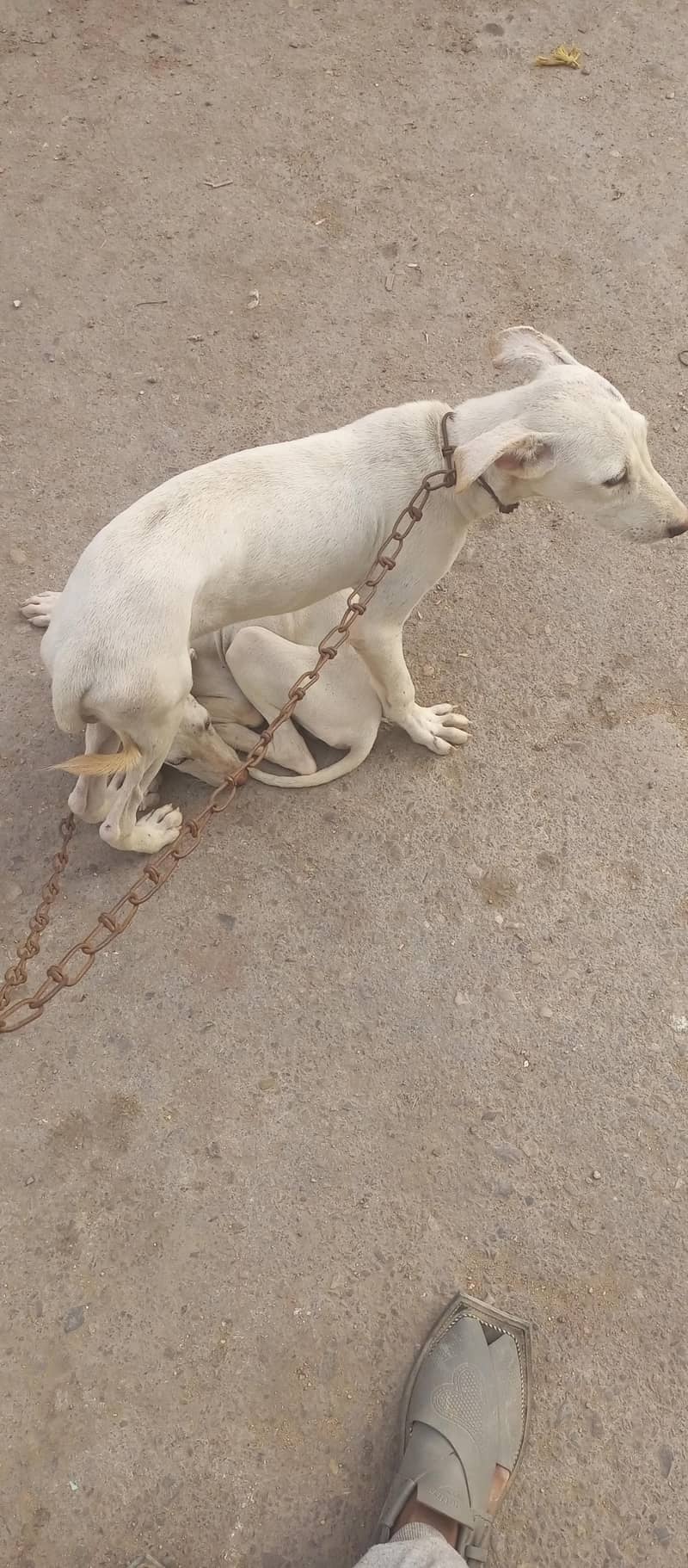 مکس بریڈ گلٹیر اینڈ تازی 0