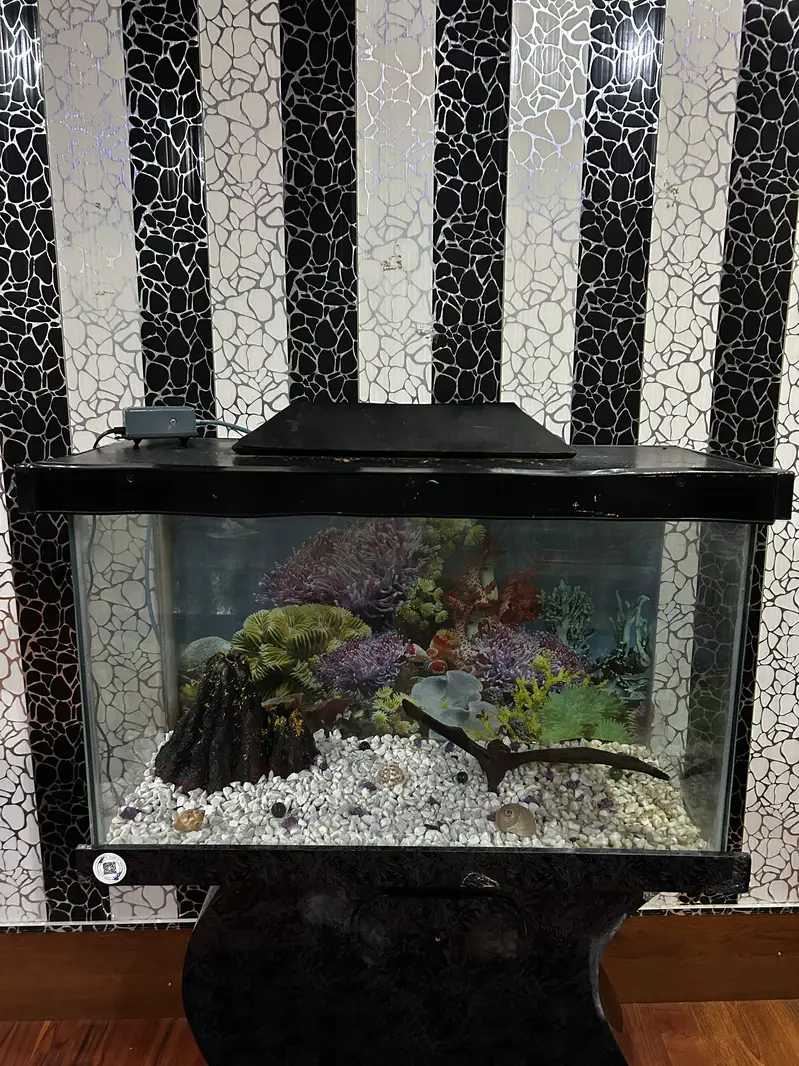 2.5 Feet Fish Aquarium — photo 2