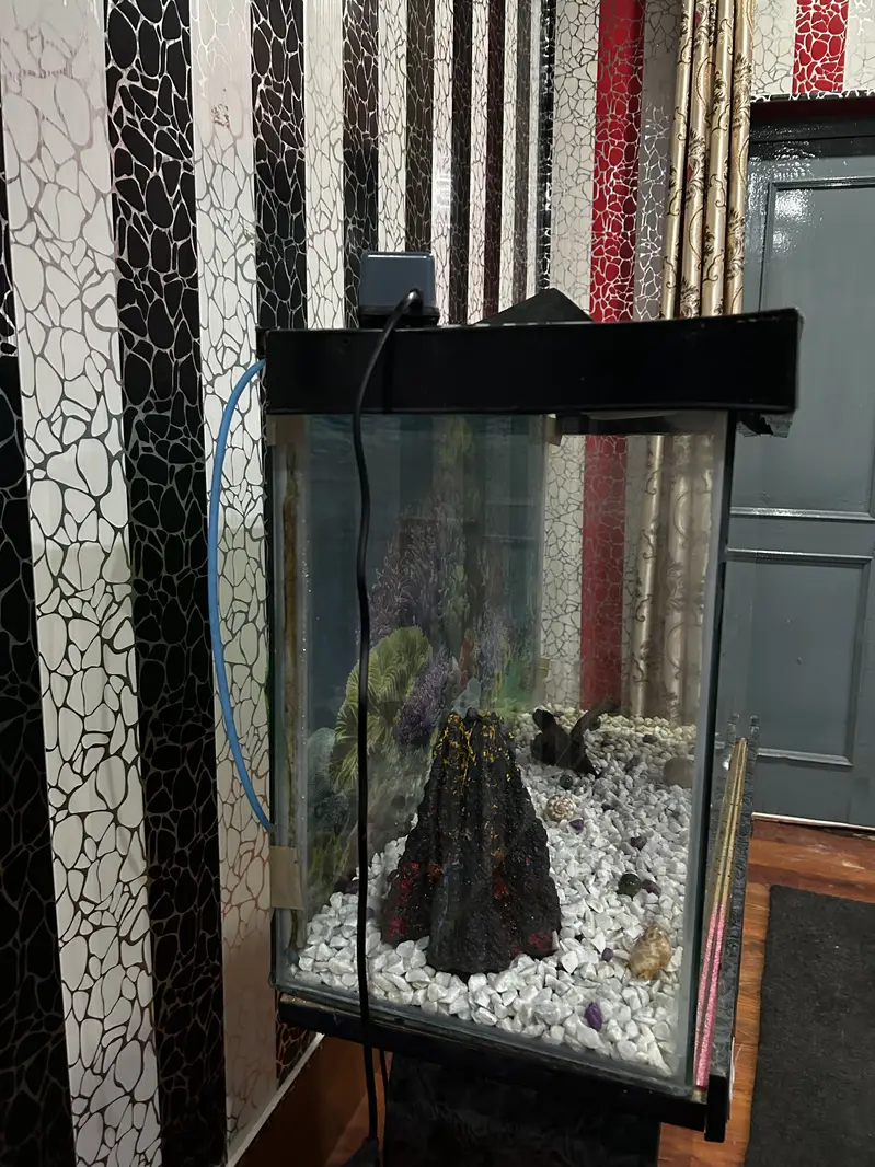 2.5 Feet Fish Aquarium — photo 5