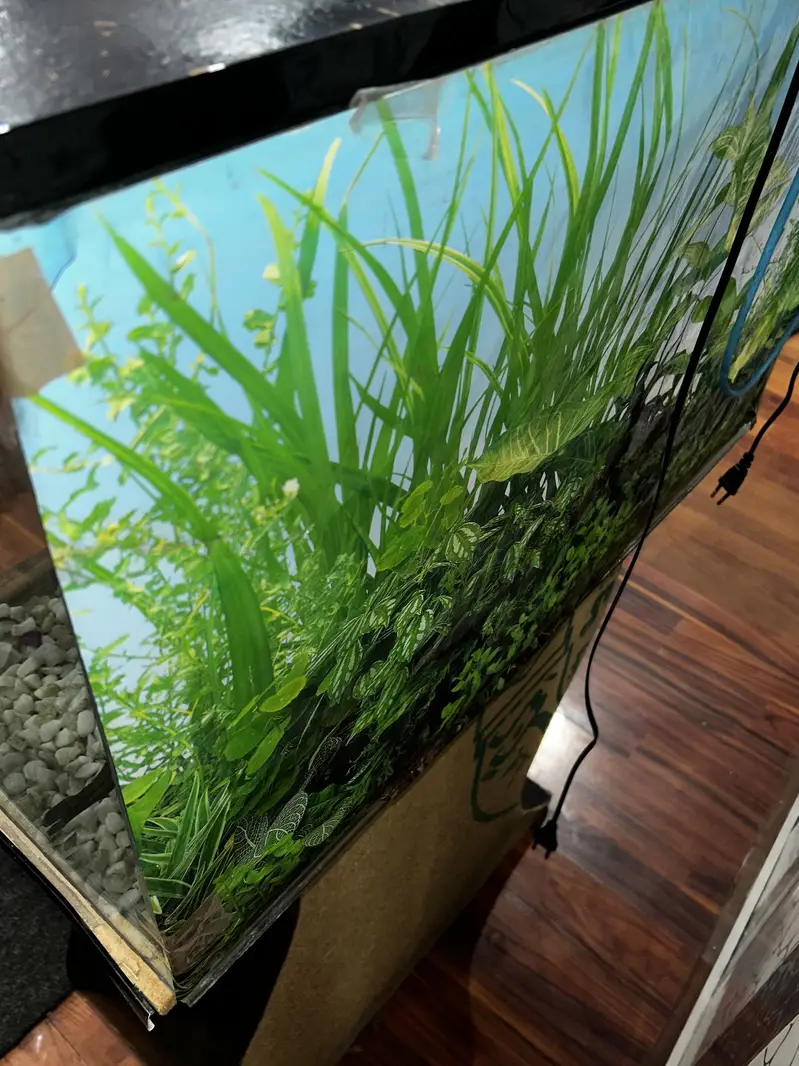 2.5 Feet Fish Aquarium — photo 8