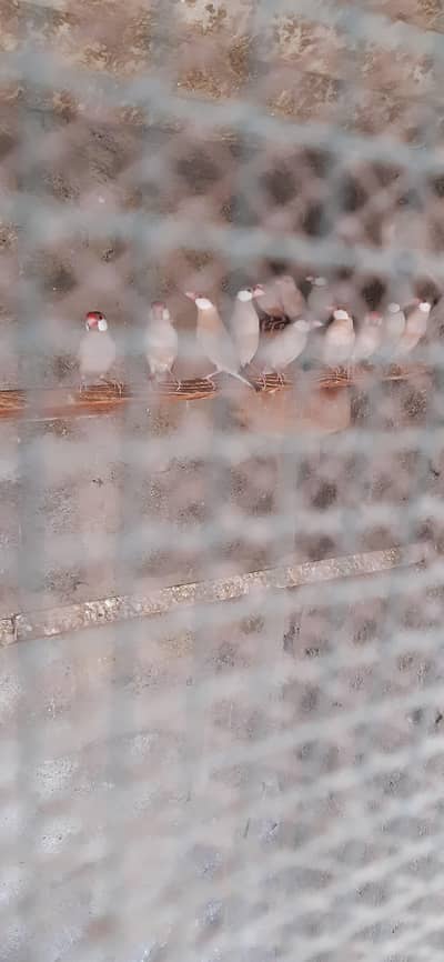 fawn java breeder pair