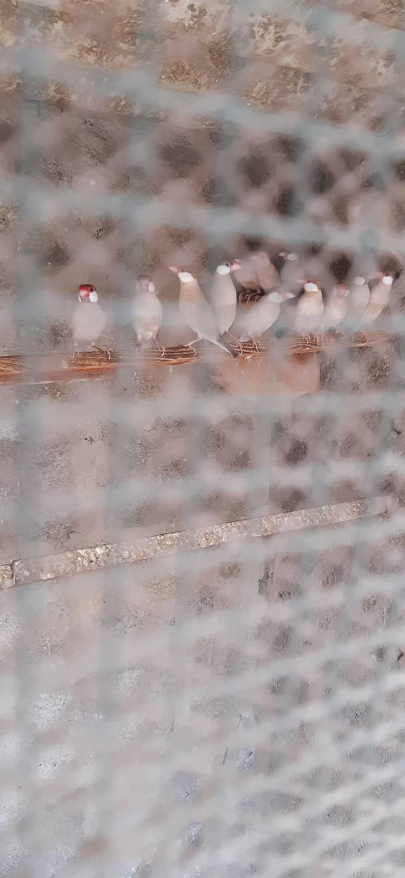 fawn java breeder pair 0