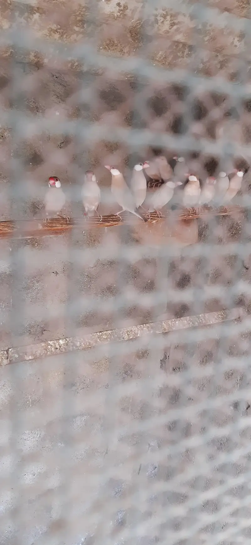 fawn java breeder pair
