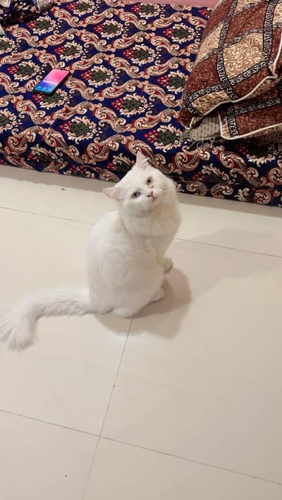 Persian cat double coated