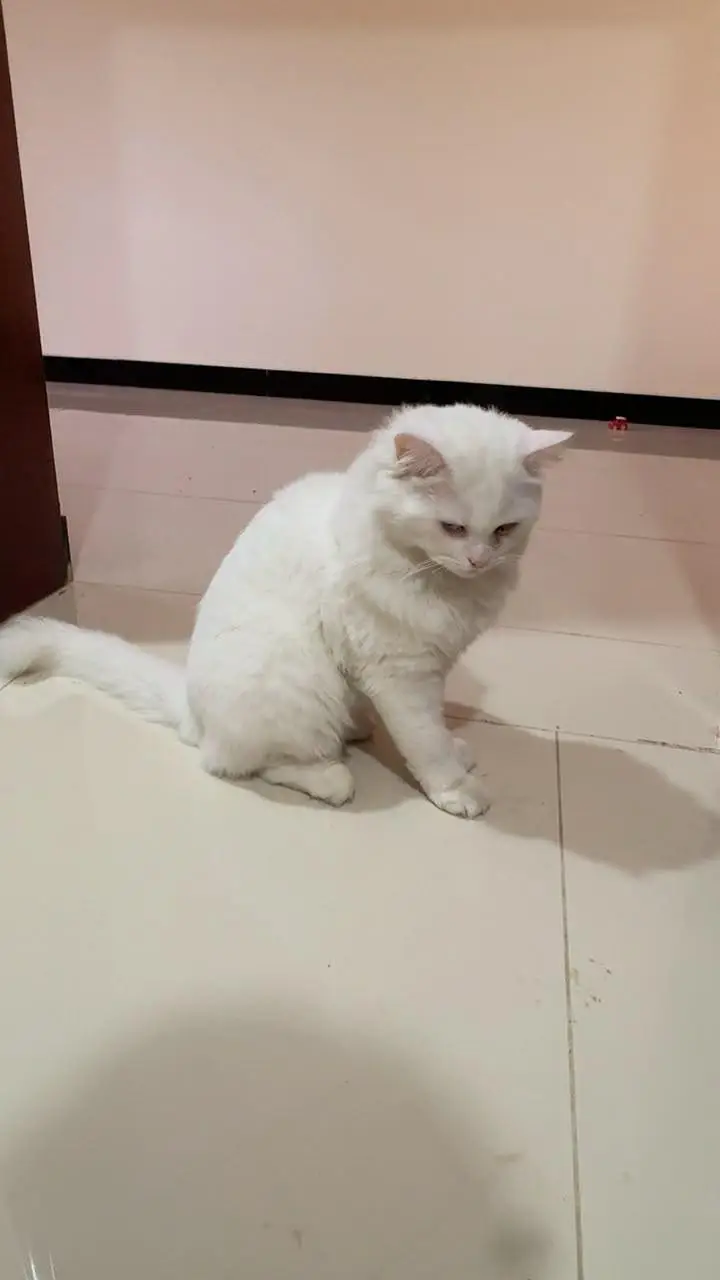 Persian cat double coated — photo 3