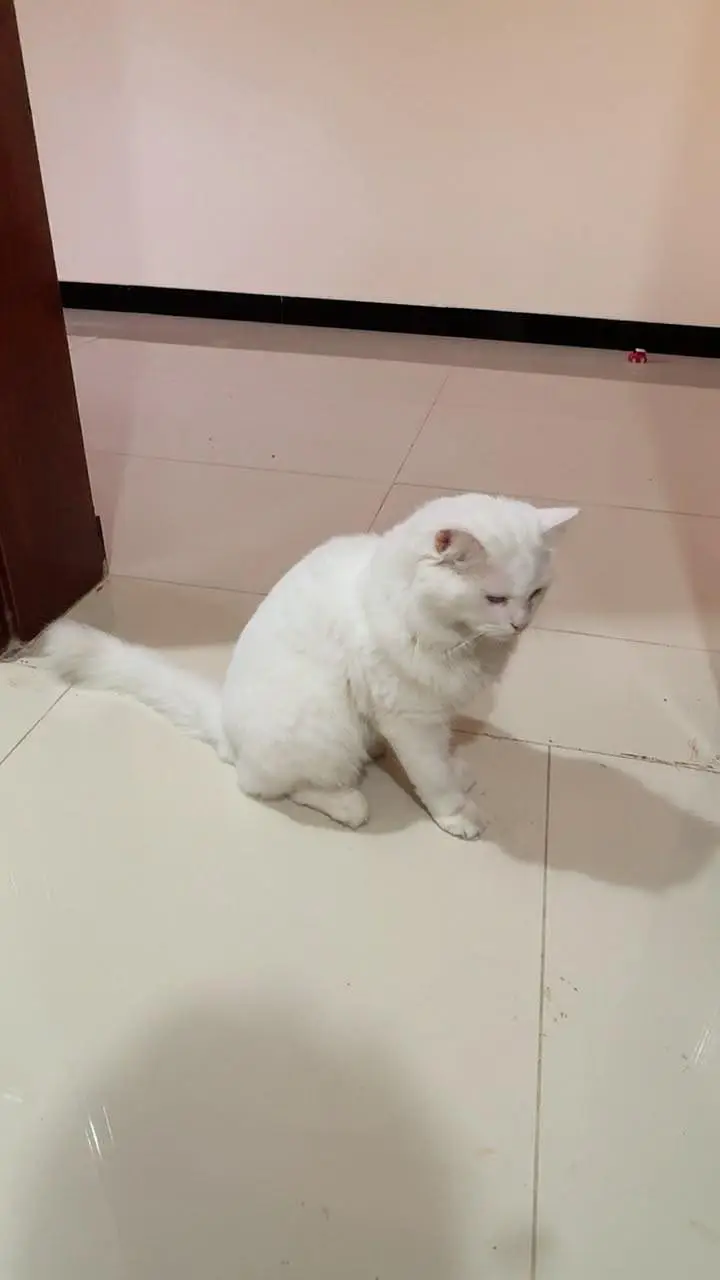 Persian cat double coated — photo 4
