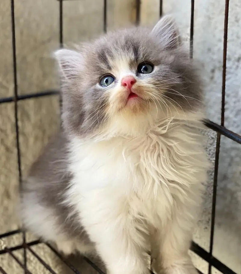 Persian kittens  whstp// 03704///602310///