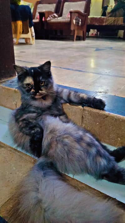 Pure Persian Breed