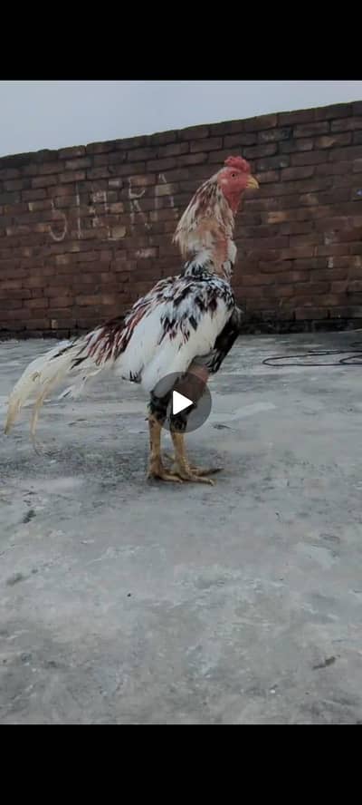 Assel Sindhi urgent sale