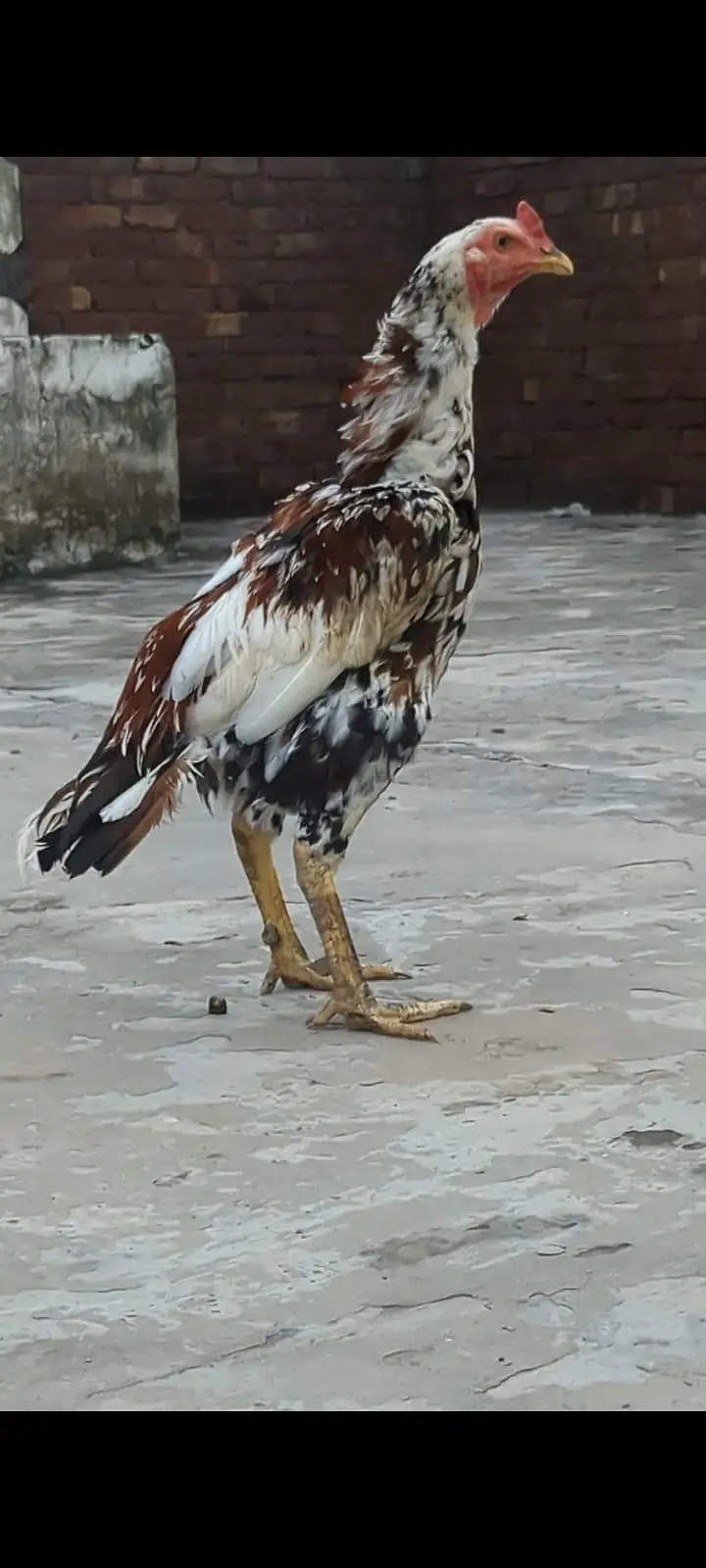 Assel Sindhi urgent sale — photo 2